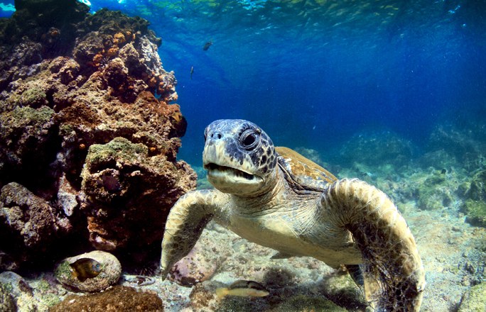 Crucero a Galápagos, Quito y Mercado Indígena de Otavalo 