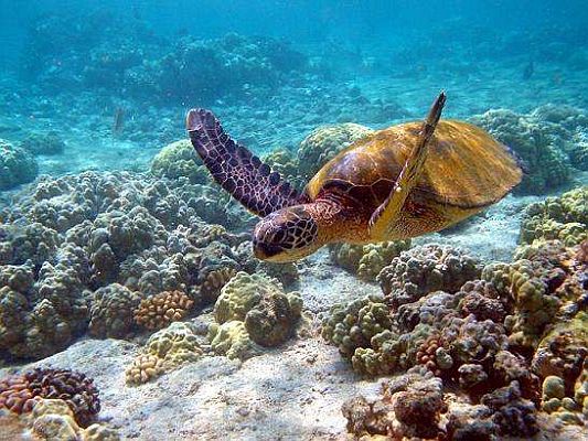 Crucero a Galápagos y Otávalo, de los Andes hacia la Costa