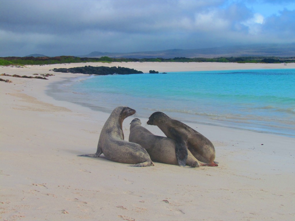 Authentic Galapagos