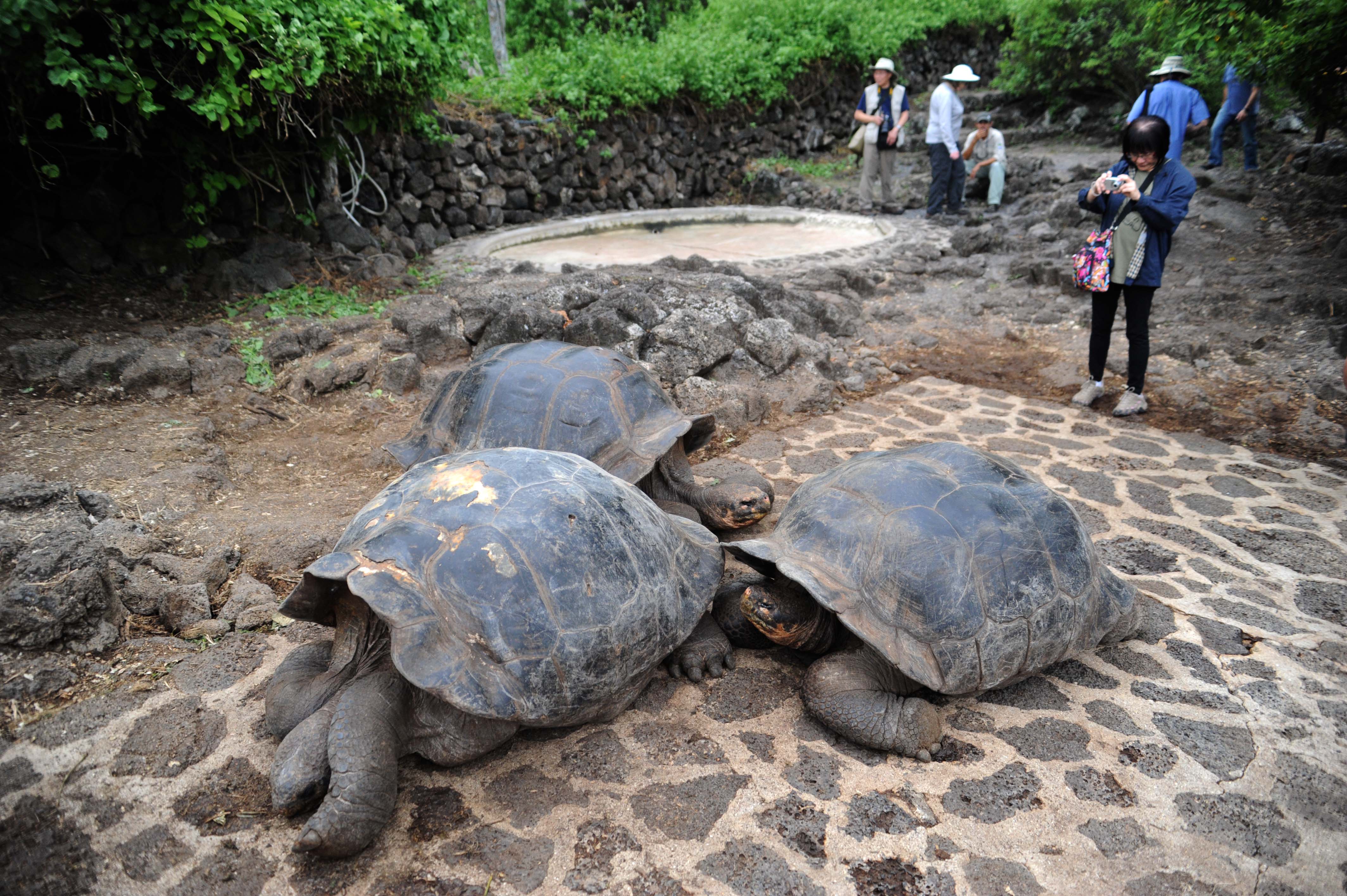 Authentic Galapagos