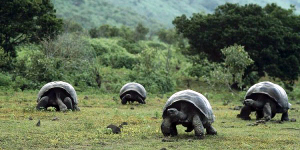 Basic Quito and Galapagos