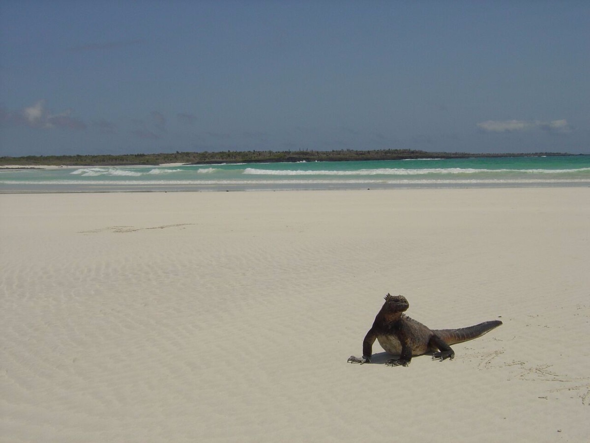 Classic Galapagos