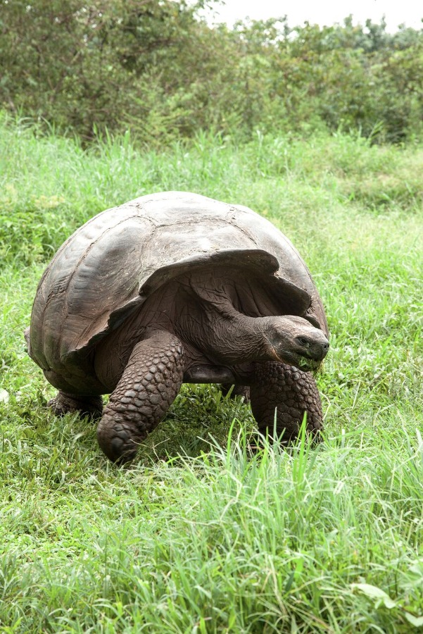 Galapagos Clásico