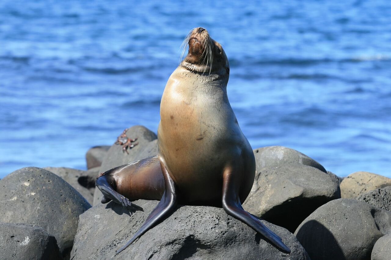 Galapagos Tradicional