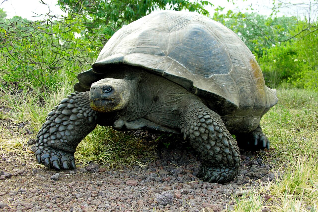 Galapagos Tradicional