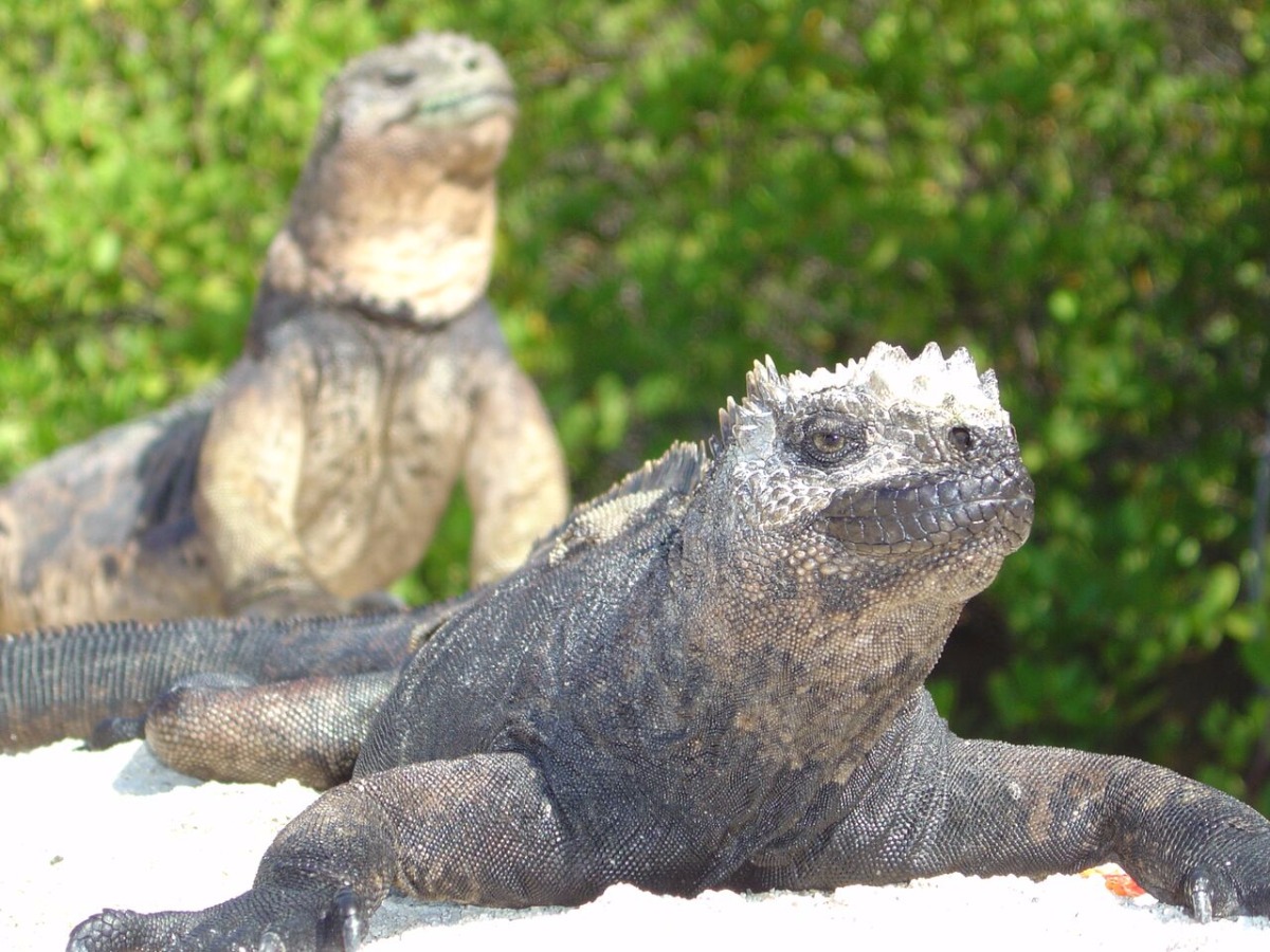 Mini Galápagos