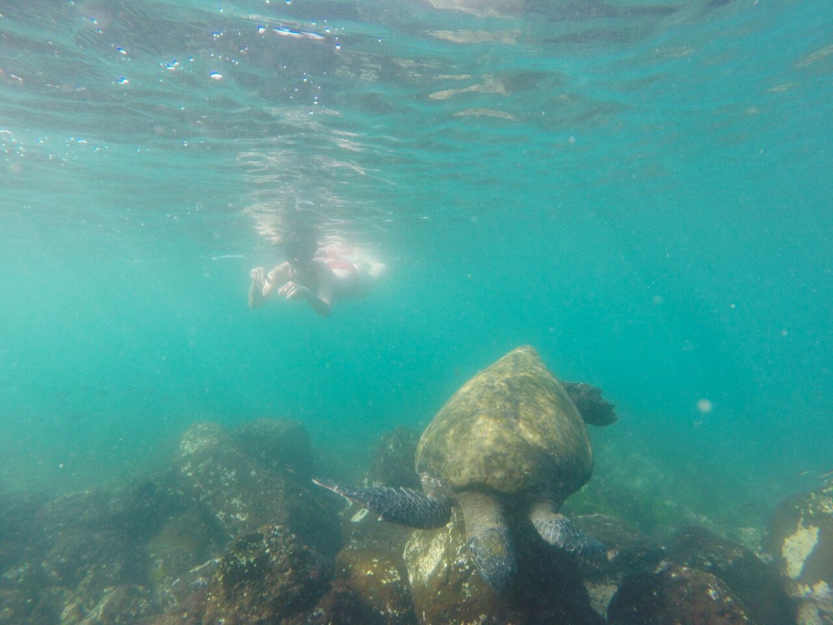 Galapagos Scuba Diving