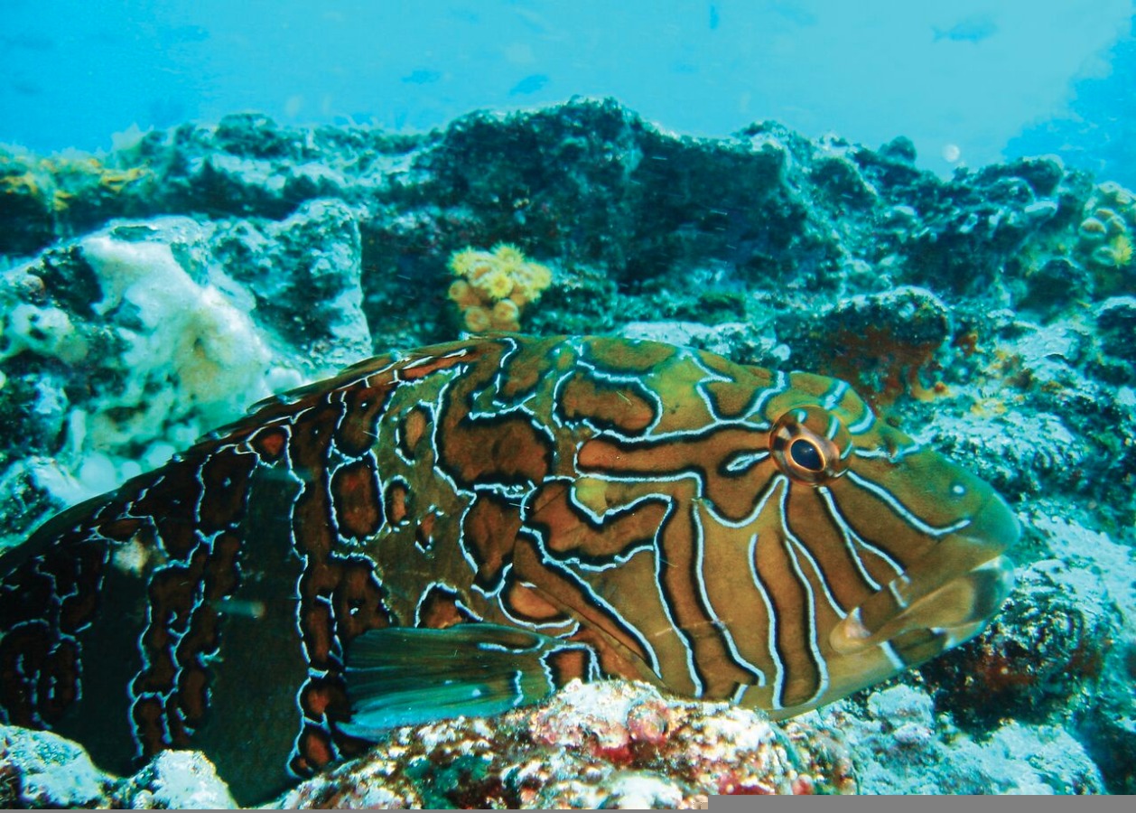 Buceo en Galápagos