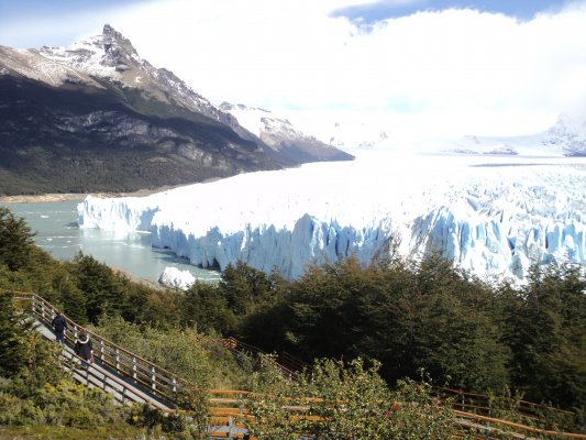 Calafate Clásico