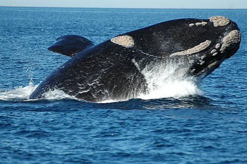 Puerto Madryn Clásico