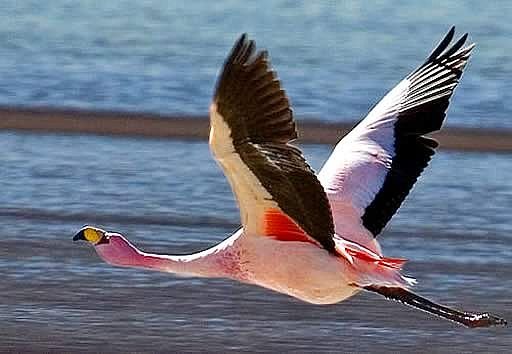 Discover the Stunning Uyuni Salt Flat Discover the Stunning Uyuni Salt Flat