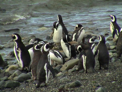 Gauchos, Pingüinos y Glaciares