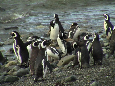 Gauchos, Penguins and Glaciers