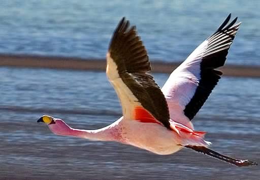Discover the Stunning Uyuni Salt Flat Discover the Stunning Uyuni Salt Flat