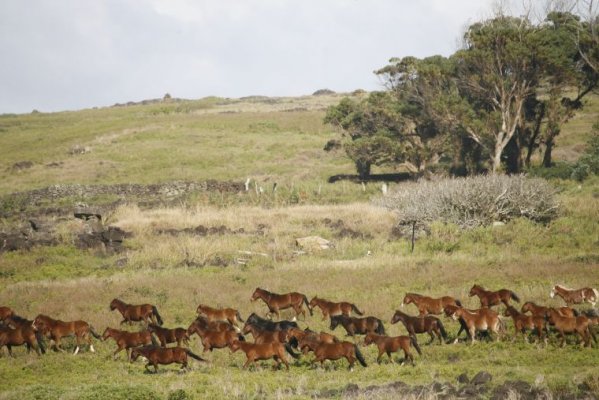 Isla de Pascua Ritual y Fantasía Isla de Pascua Ritual y Fantasía