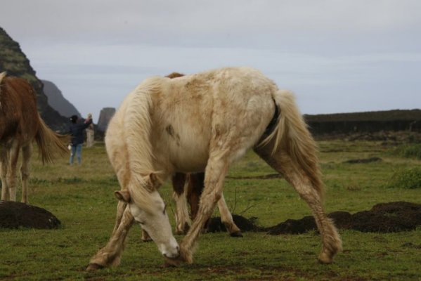 Isla de Pascua Ritual y Fantasía Isla de Pascua Ritual y Fantasía